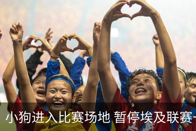 小狗进入比赛场地 暂停埃及联赛一场赛事